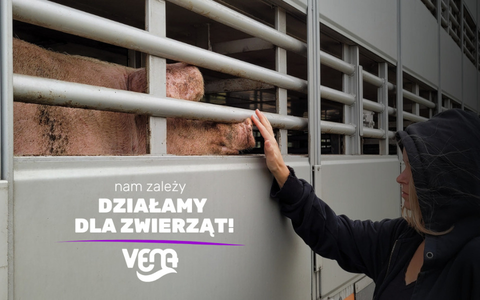 
        Osoba głaszcząca zwierzę w transportowym pojeździe.
    