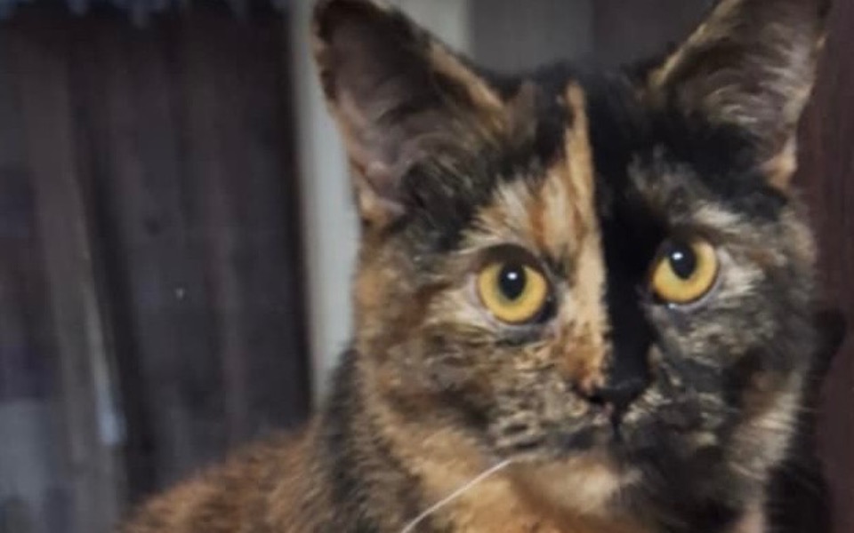 
        Kot o pięknym, trójkolorowym futrze.
    