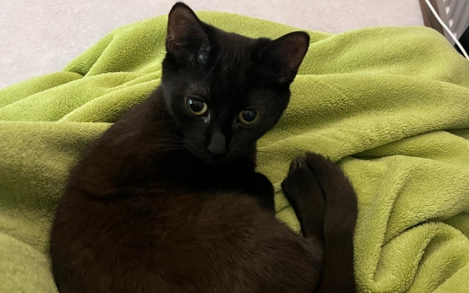 
        Czarny kot leżący na zielonym kocu, patrzy w stronę obiektywu.
    