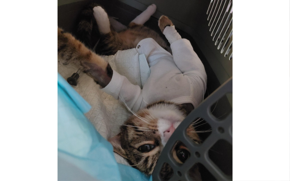 
        Kot w ubranku, leżący w transporterze, wygląda na zrelaksowanego.
    