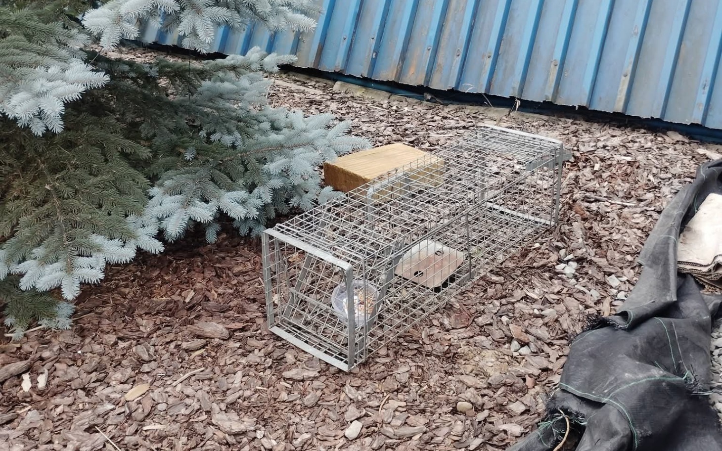 
        Zapomniany klatka w ogrodzie, schowana w cieniu iglaków.
    