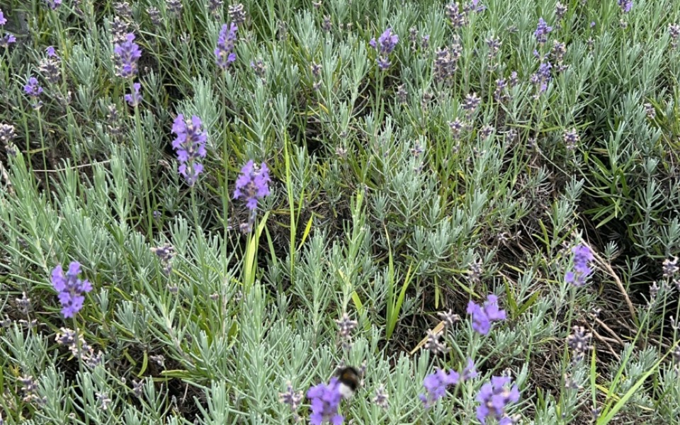 
        Pole lawendy z fioletowymi kwiatami i pszczołami.
    