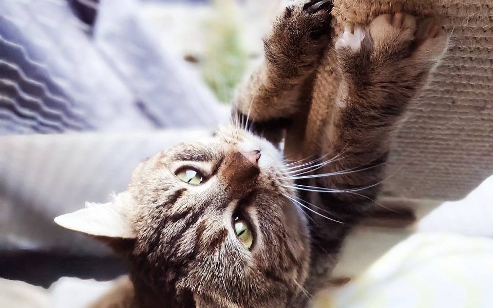 
        Kot wpatrujący się w obiektyw, z wyrazistymi oczami.
    