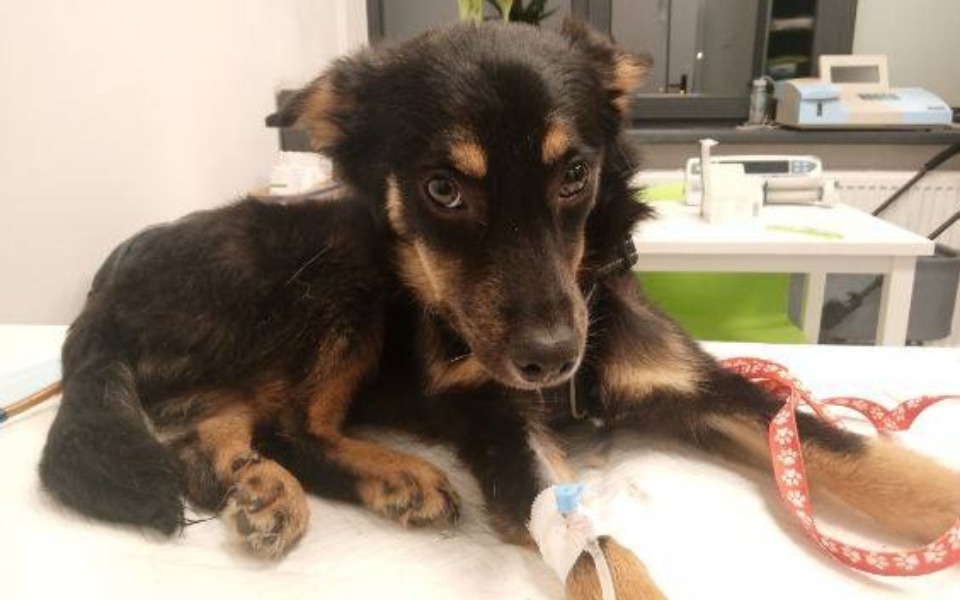 Mały piesek w klinice weterynaryjnej, z opatrunkiem na łapie.