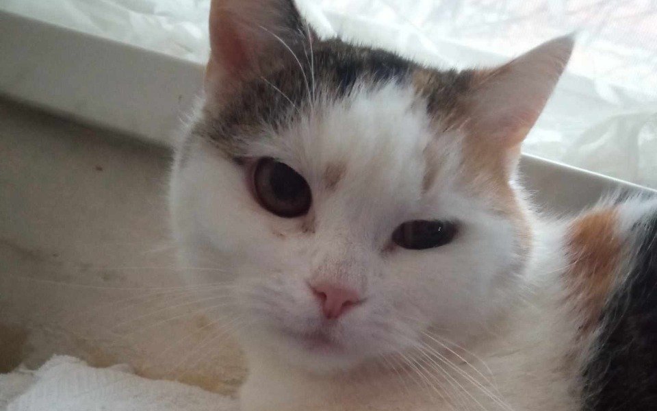 
        Kot o pięknym umaszczeniu, spoglądający w obiektyw.
    