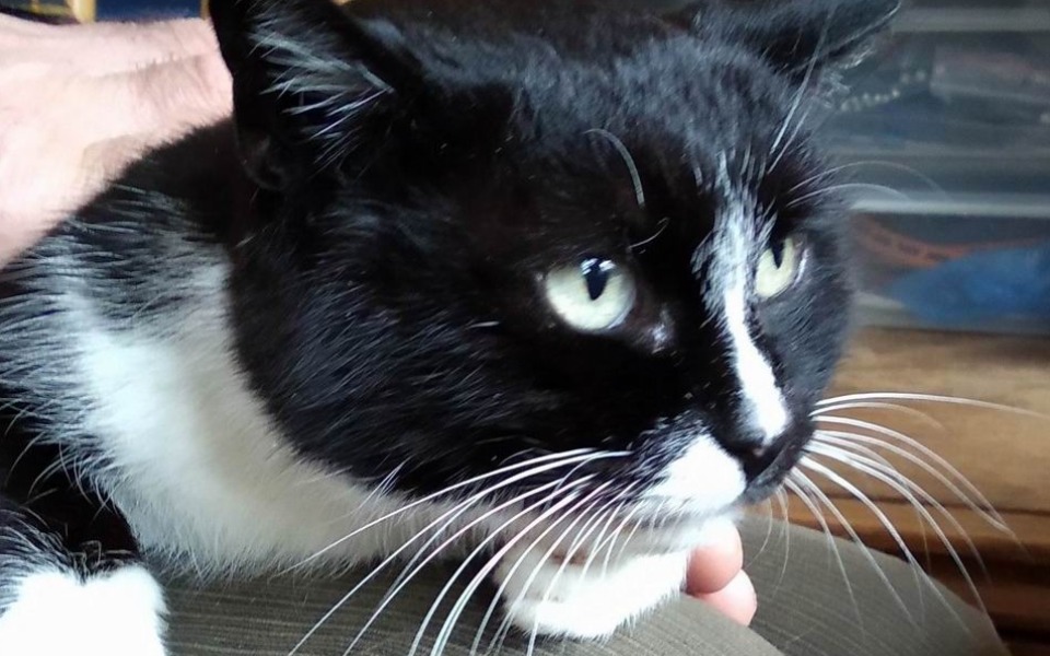 
        Czarny kot z białymi akcentami, patrzący w kamerę.
    