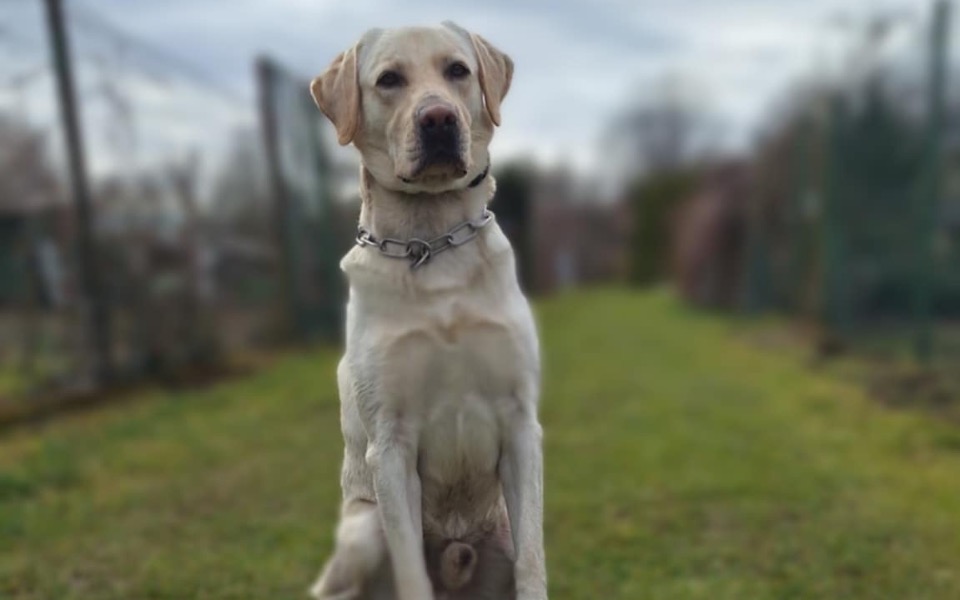 
        Labrador siedzący na trawie, z wyrazem skupienia.
    