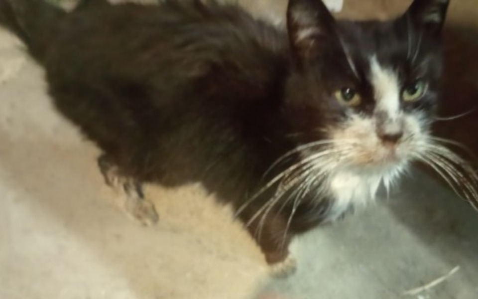 
        Czarny kot z białymi akcentami, patrzący w obiektyw.
    