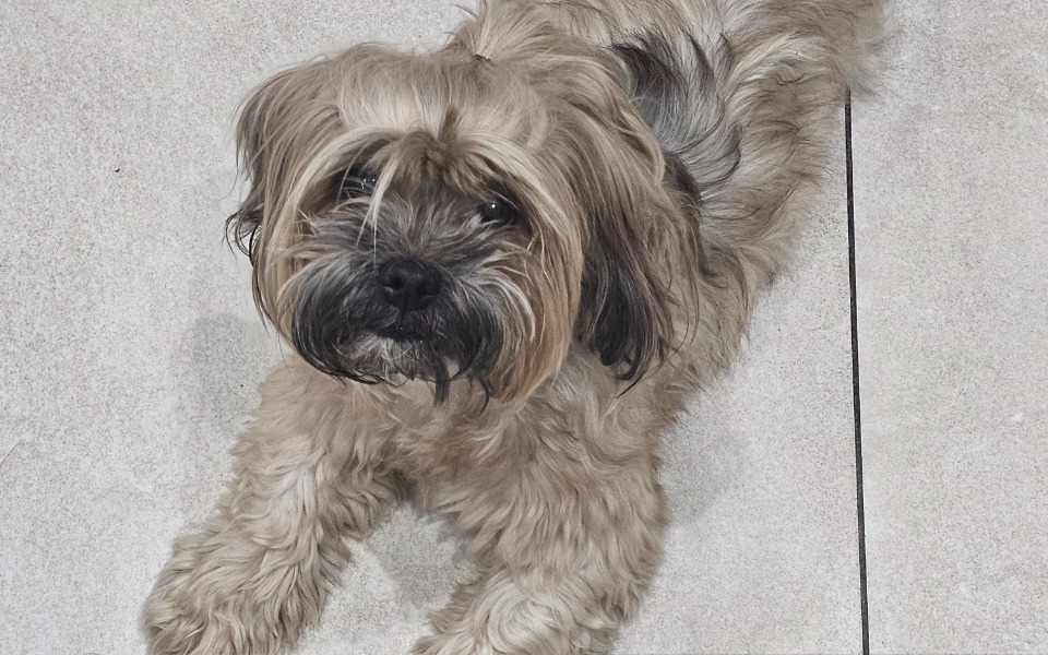 
        Mały pies leży na podłodze, wygląda na przyjacielskiego.
    