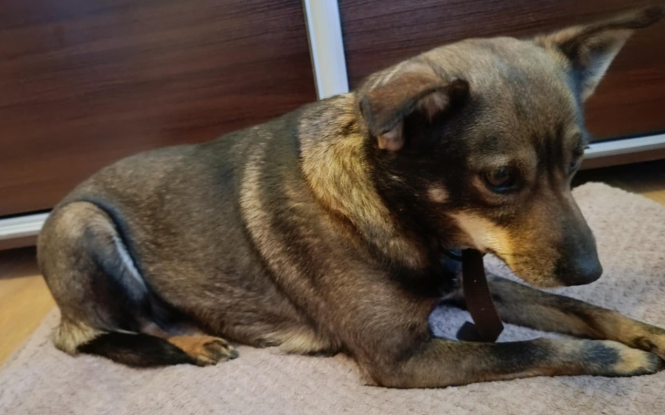 
        Pies leży na dywaniku, wygląda na zrelaksowanego.
    