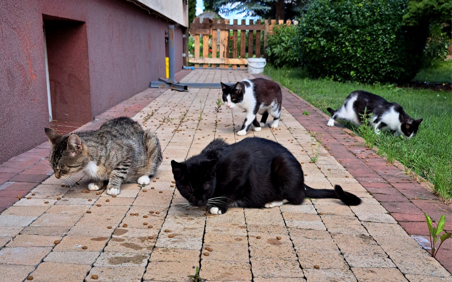 
        Cztery koty jedzące na chodniku, w słonecznym otoczeniu.
    