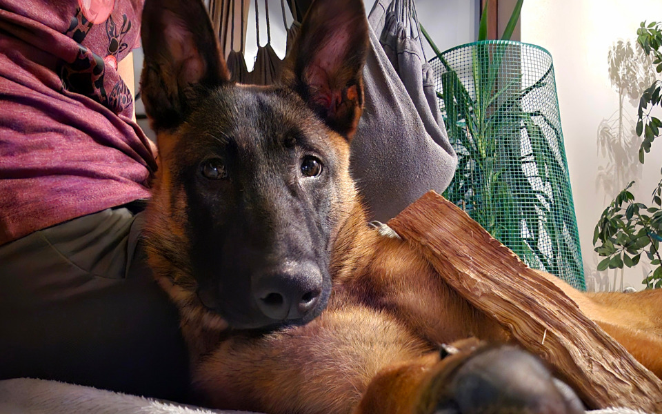 
        Pies odpoczywający na kanapie, zrelaksowany i spokojny.
    