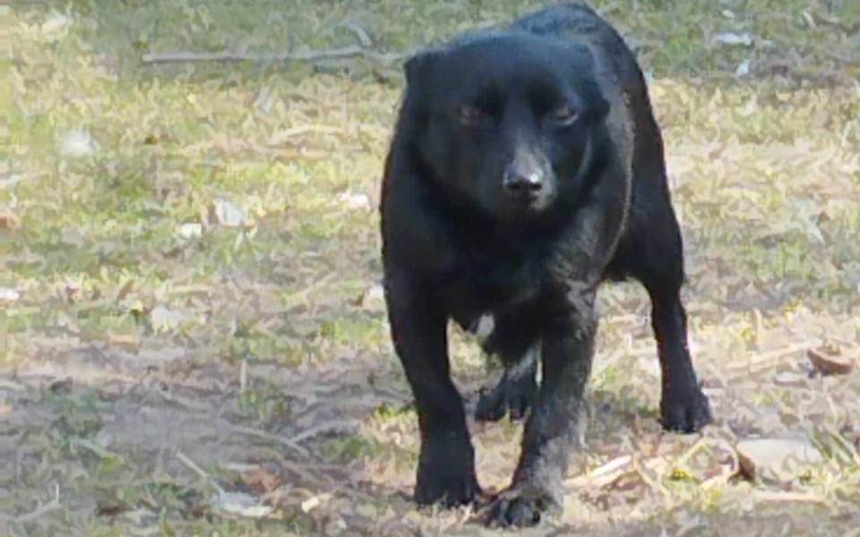 
        Czarny pies spacerujący po trawie w słoneczny dzień.
    