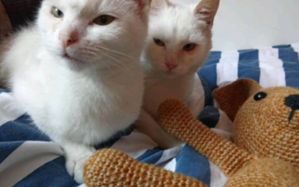 
        Dwa białe koty siedzące obok pluszowego psa.
    