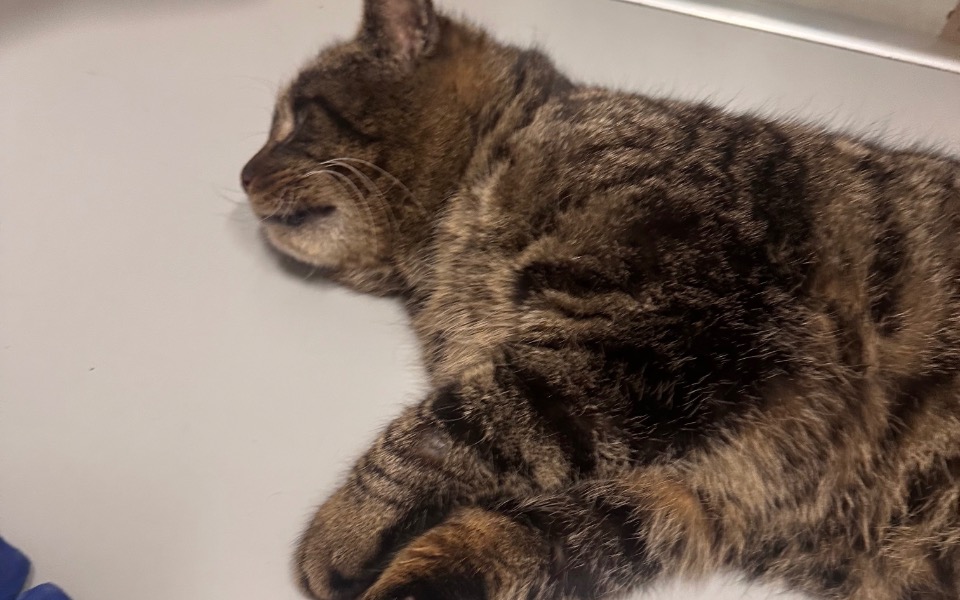 
        Śpiący kot leżący na stole, z wyraźnym futrem.
    