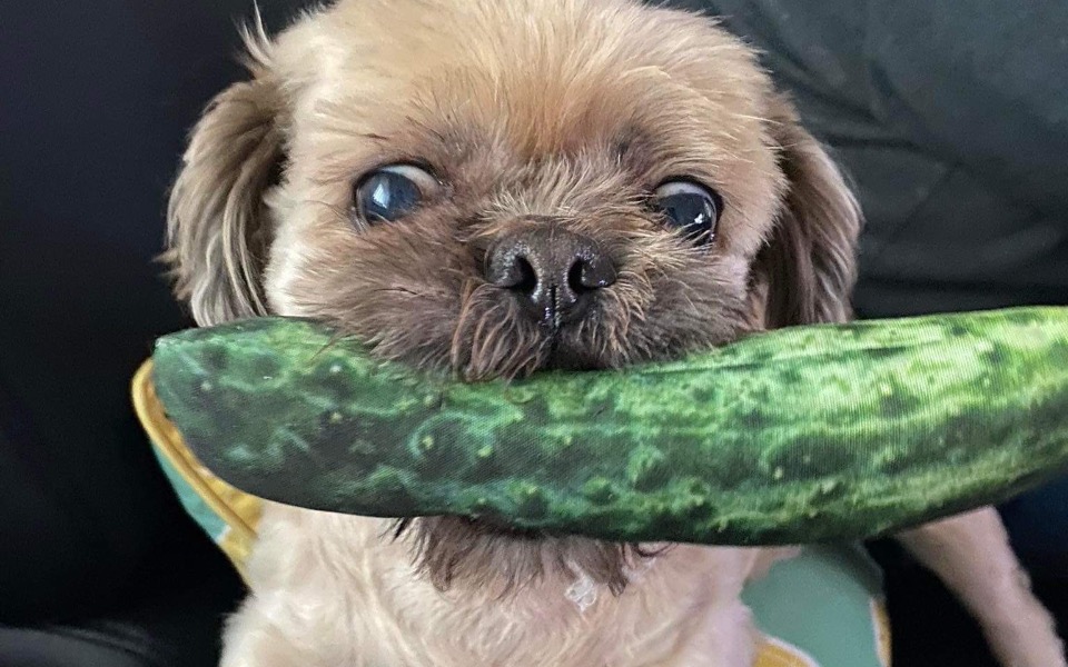 
        Pies trzymający w pysku ogórka, zabawny widok.
    