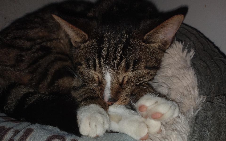 Śpiący kot, z zamkniętymi oczami, zrelaksowany na poduszce.