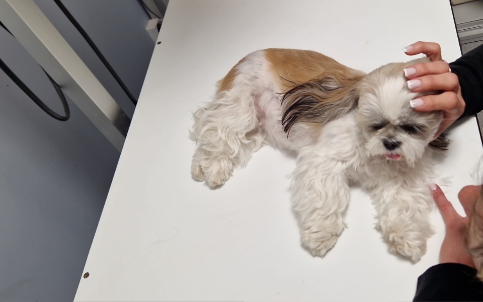 
        Mały piesek na stole weterynaryjnym.
    