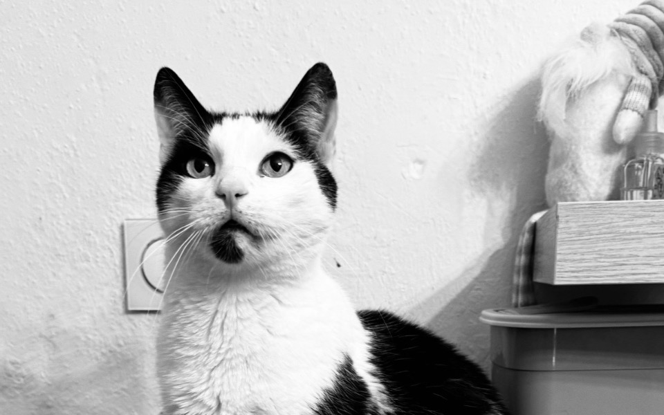 Informacja o kocie Edi, potrzebującym jedzenia i leczenia.