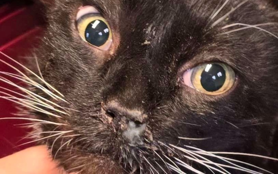 
        Zbliżenie na czarnego kota z dużymi oczami.
    