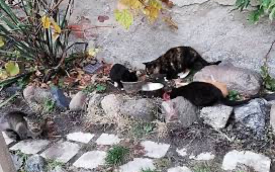 
        Kilka kotów jedzących z misek na zewnątrz.
    