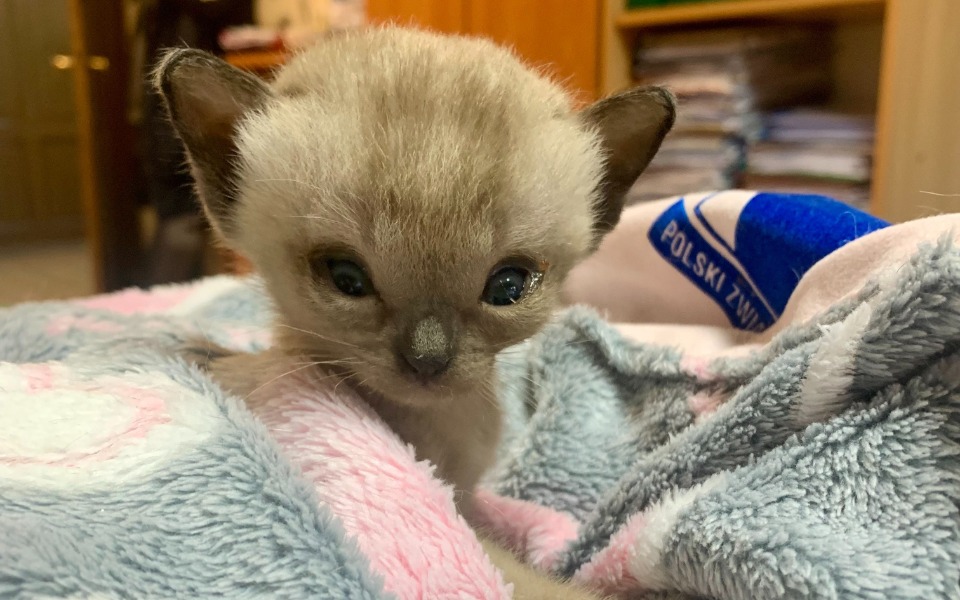 
        Mały kotek na kocyku, z ciekawskim spojrzeniem.
    