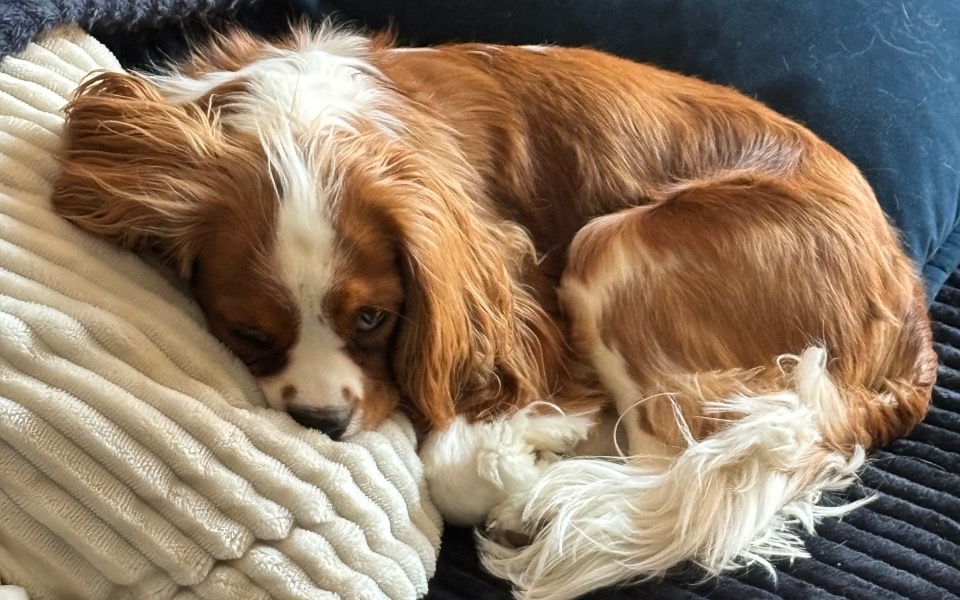 
        Pies w pozycji leżącej, odpoczywający na poduszce.
    