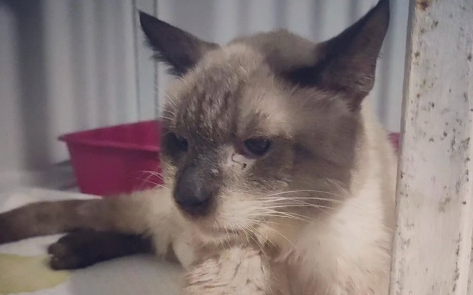 
        Smutny kot leżący w klatce, z wyraźnym zmęczeniem.
    