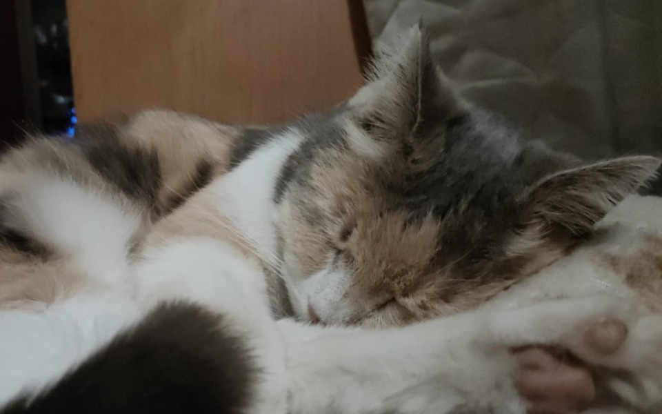 
        Śpiący kot w przytulnej pozycji, z zamkniętymi oczami.
    