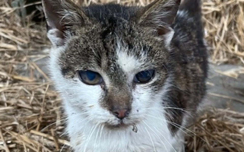 Stary kot z niebieskimi oczami, na tle słomy.