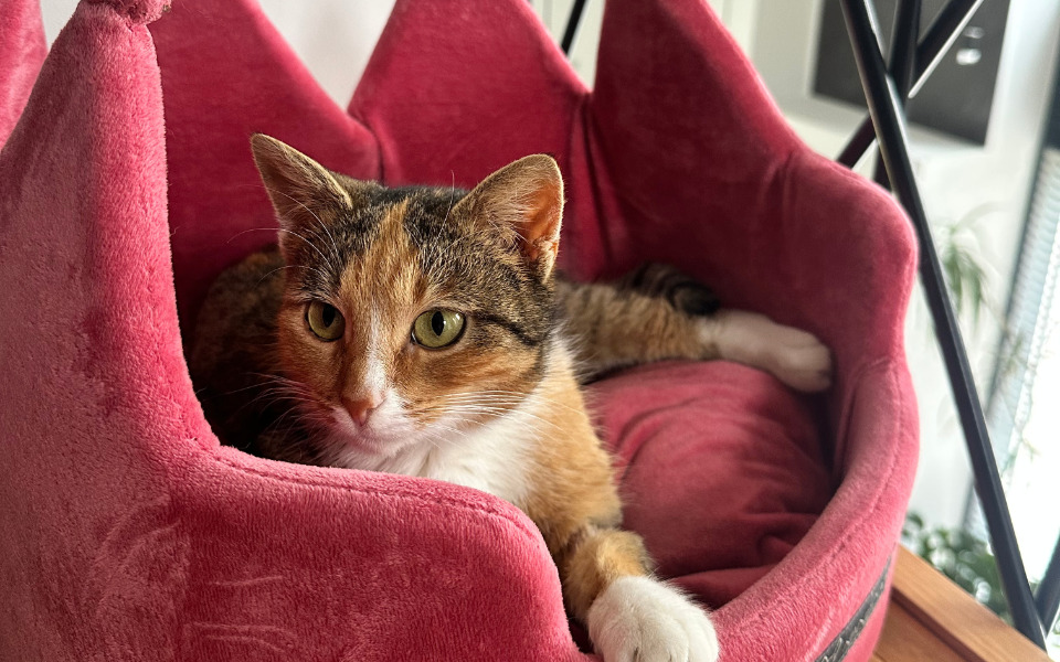 
        Kot leżący w różowym legowisku, zrelaksowany.
    