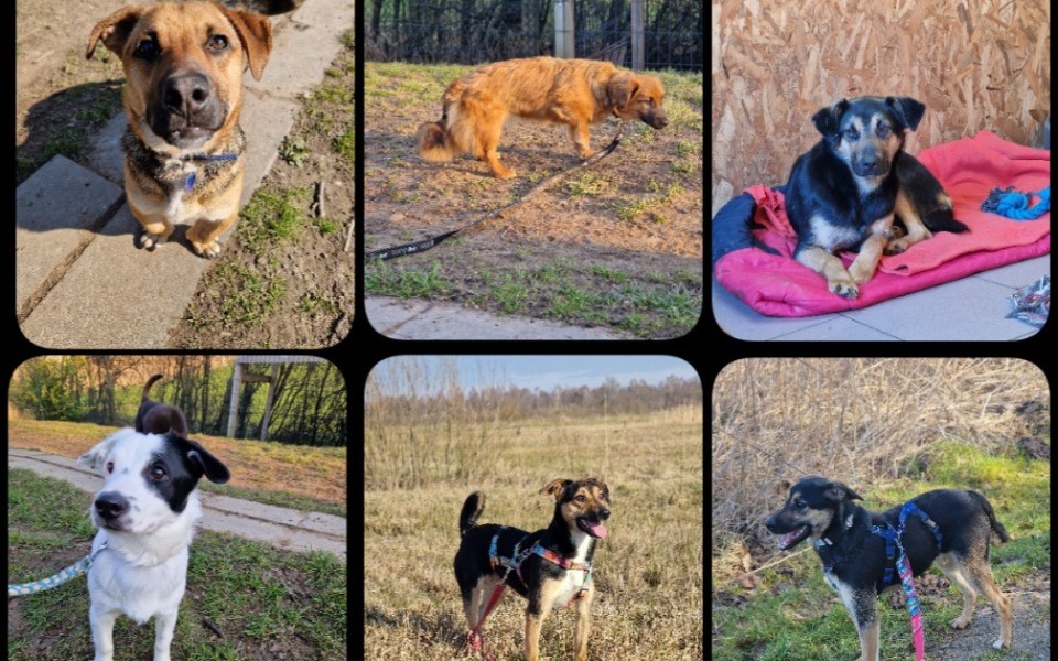 Sześć psów w różnych pozach na spacerze.