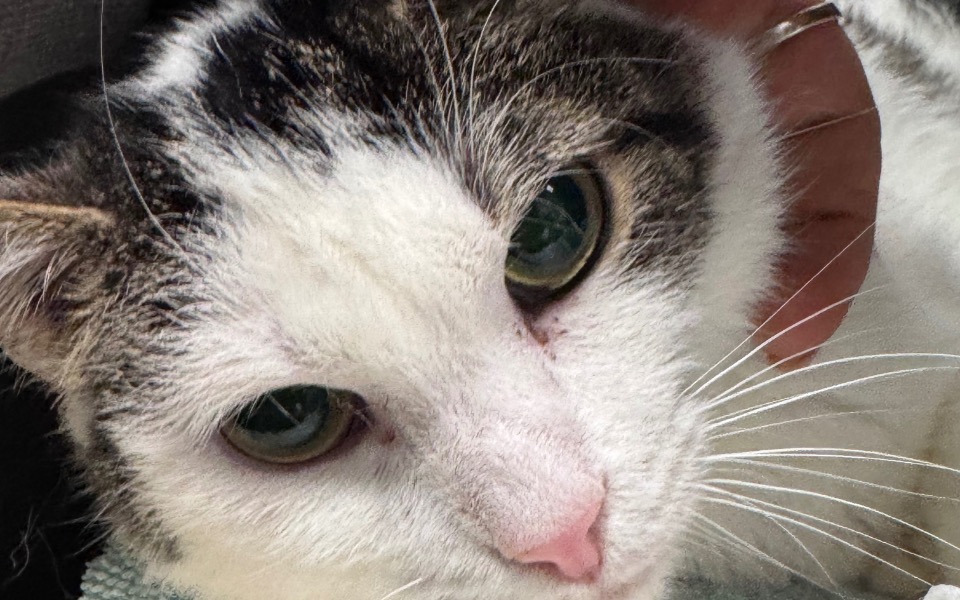 
        Kot z bliska, z wyraźnymi zielonymi oczami.
    