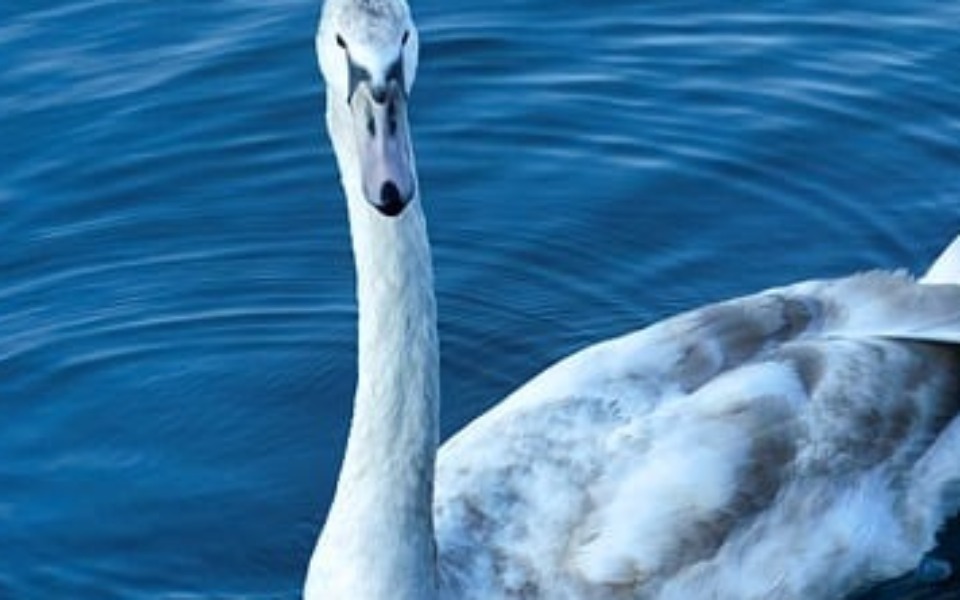 
        Łabędź pływający w wodzie, w pięknym otoczeniu.
    