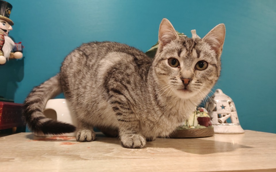 
        Kot w szarym futrze, siedzący na stole.
    