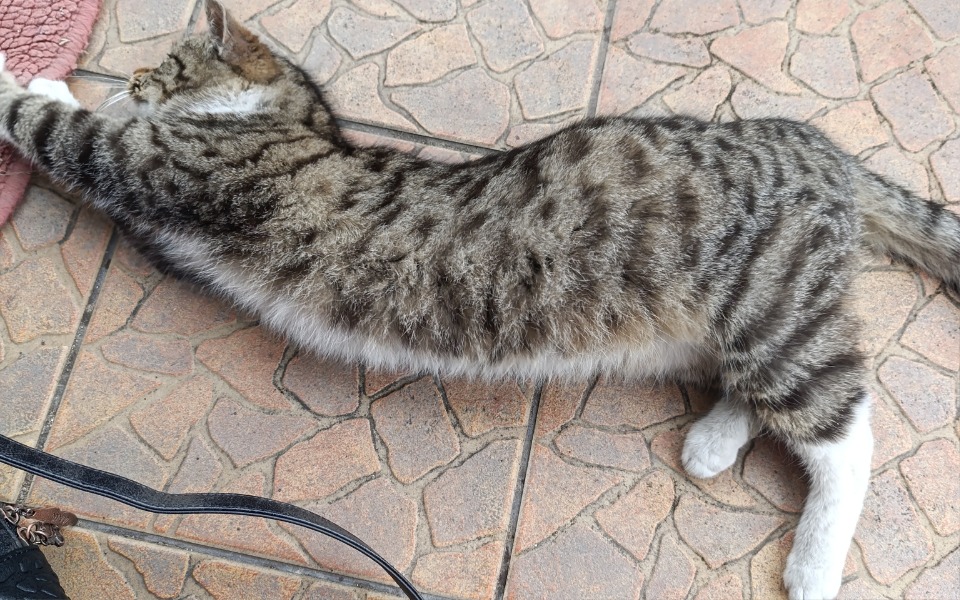 
        Kot leżący na podłodze, wyciągnięty w długiej pozycji.
    