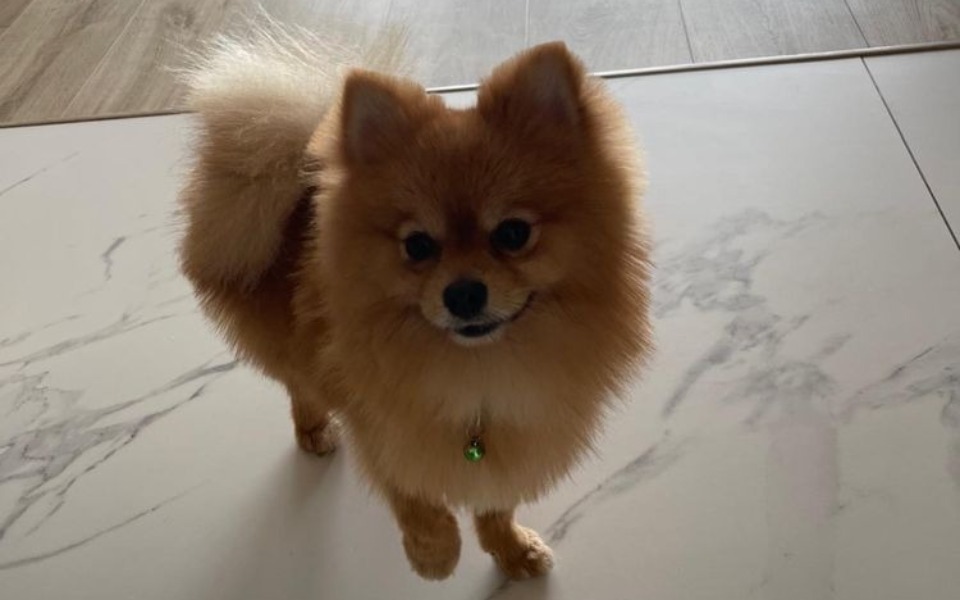 
        Mały pies rasy pomeranian, stojący na podłodze.
    