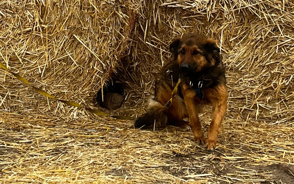 
        Pies na łące, przy słomianych belach.
    