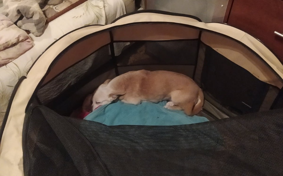 
        Pies śpiący w swoim legowisku.
    