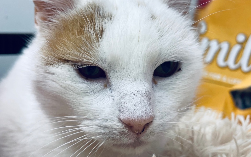 
        Biały kot z brązową łatą na głowie.
    