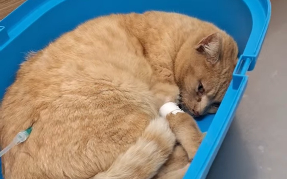 
        Rudy kot śpiący w niebieskiej misce.
    