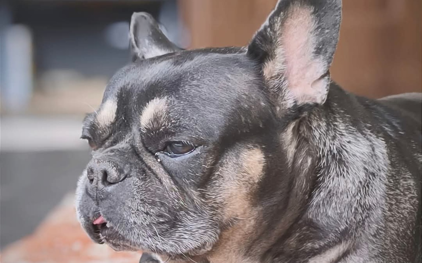 
        Pies rasy buldog francuski z wyrazem smutku na twarzy.
    