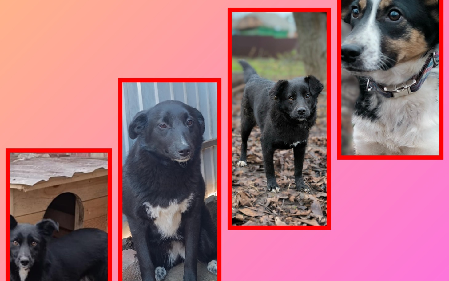 
        Cztery czarne psy na kolorowym tle, każdy z innym wyrazem.
    