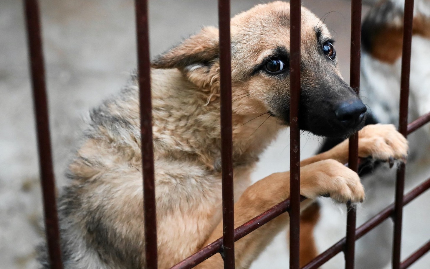 
        Pies patrzący przez kraty w schronisku.
    