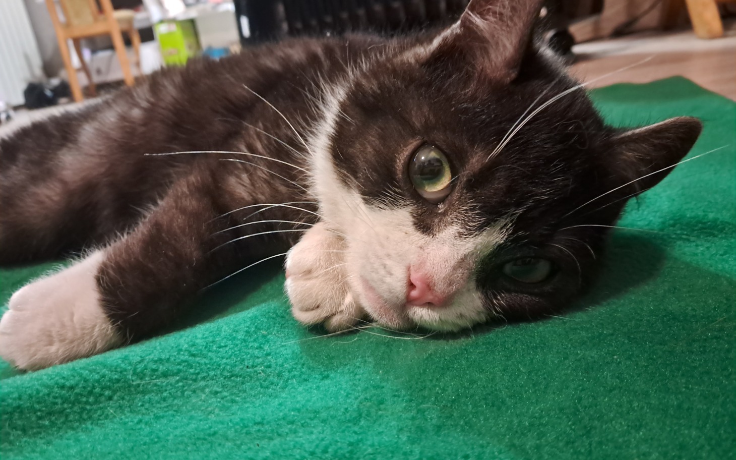 
        Kot leżący na zielonym dywanie, z wyrazistymi oczami.
    