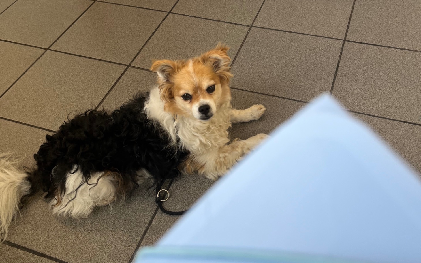 
        Pies leżący na podłodze w poczekalni.
    