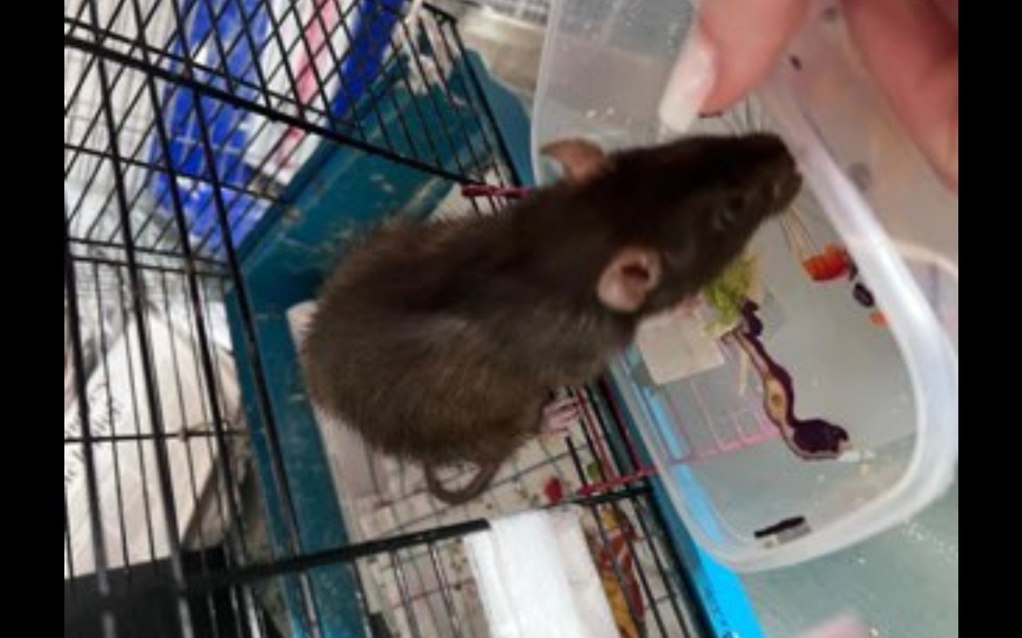 Chomik w klatce, jedzący kawałek jedzenia.