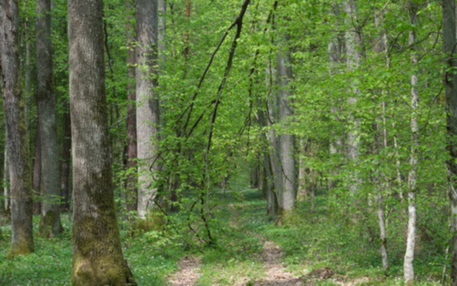 
        Zielony las z drzewami i ścieżką wśród roślinności.
    