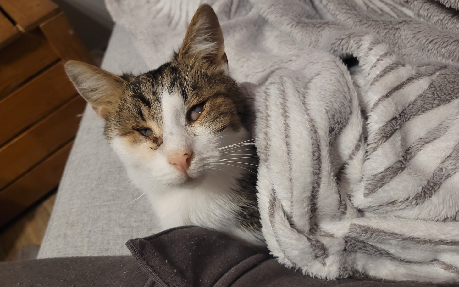 
        Młody kotek z dużymi oczami w klinice weterynaryjnej.
    