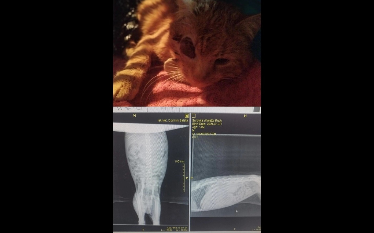 
        Zdjęcie kota z uszkodzoną łapką, z rentgenem obok.
    